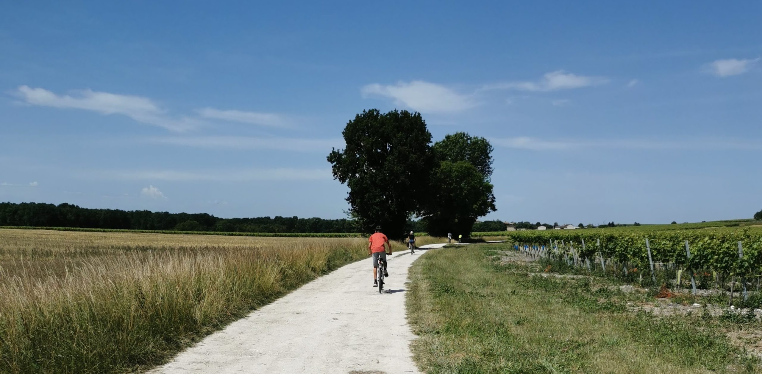 Cycling through vineyards near our gîtes in the Cognac region